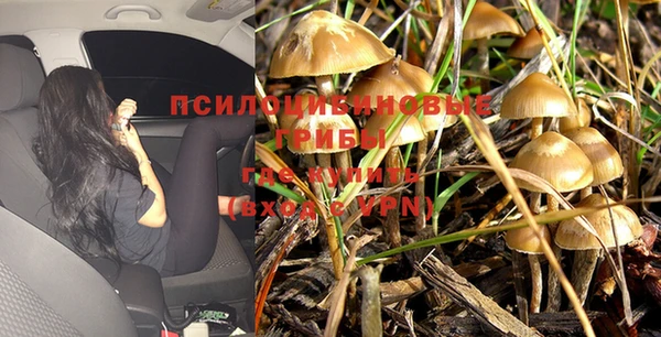 PSILOCYBIN Корсаков